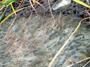 Penjelasan Dosen UNG soal Gerombolan Udang Serbu Permukiman Warga Gorontalo