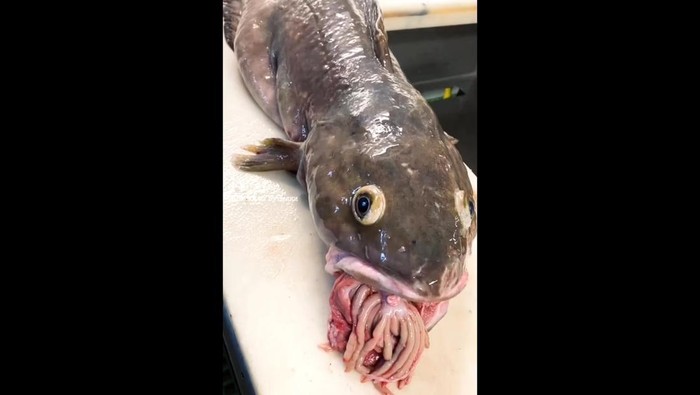 Ikan laut dalam