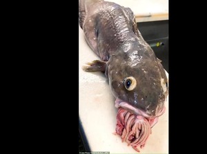Aneh tapi Nyata! Isi Perut Ikan Ini Keluar dari Mulut