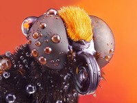 Jawara International Photography Awards 2023