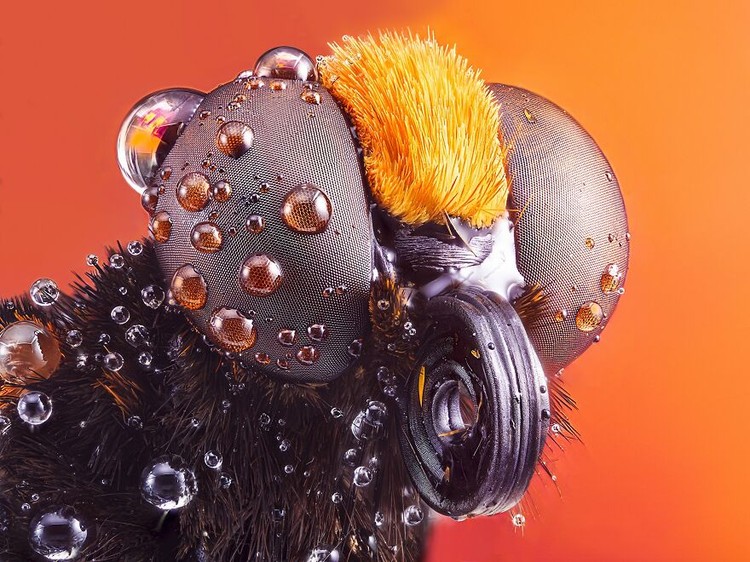 Jawara International Photography Awards 2023