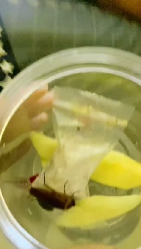 Jijik! Pria Ini Nyaris Telan Rujak Mangga Berikut Kecoa