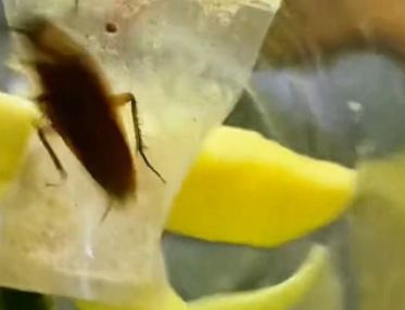 Jijik! Pria Ini Nyaris Telan Rujak Mangga Berikut Kecoa