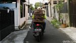 Kepak Merpati di Belantara Jakarta