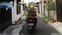 Untuk melatih menjadi merpati tomprang memang perlu proses panjang dan kesabaran. Mulai dari masih anakan hingga remaja menuju dewasa harus dilatih terus menerus setiap hari juga sering diikutkan lomba.