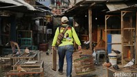 Memelihara burung merpati juga bisa sebagai usaha bisnis bernilai ekonomi apabila ditekuni. Pada saat-saat tertentu lomba digelar dengan beraneka ragam hadiah disediakan hingga mencapai jutaan rupiah. Burung yang sering memenangi perlombaan akan mempunyai nilai ekonomi yang tinggi bisa mencapai puluhan juta rupiah.