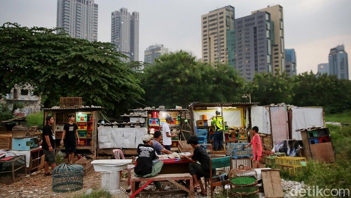 Sejumlah komunitas pencinta merpati tomprang melatih burungnya dilahan kosong dibilangan Kuningan, Jakarta. Tua, Muda semua membaur setiap sore menyalurkan hobinya.