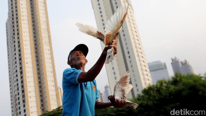 Kepak Merpati di Belantara Jakarta Sejumlah komunitas pencinta merpati tomprang melatih burungnya dilahan kosong dibilangan Kuningan, Jakarta. Tua, Muda semua membaur setiap sore menyalurkan hobinya.