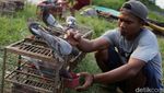 Kepak Merpati di Belantara Jakarta