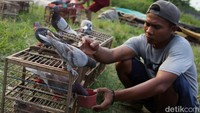 Beginilah salah satu proses menyiapkan burung-burung yang akan mulai diterbangkan. Mereka memberi makan dan rutin melatih terbang burung-burung kesayangannya itu.