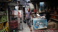 Biasanya mereka berkomunikasi melalui sambungan telepon selular. Merpati tomprang ini juga menjadi salah satu hiburan sekaligus ajang gengsi di kalangan penggemarnya.