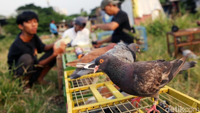 Sejumlah komunitas pencinta merpati tomprang melatih burungnya dilahan kosong dibilangan Kuningan, Jakarta. Tua, Muda semua membaur setiap sore menyalurkan hobinya.