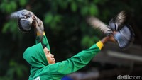 Burung merpati pertama kali ditemukan di Mesir kuno. Masuknya merpati ke Indonesia tak lepas dari peran para pedagang yang membawa banyak burung, termasuk spesies merpati ini salah satunya.
