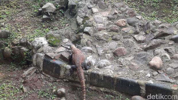 Komodo di Ragunan. ( Annisa Aulia Rahim/detikcom)
