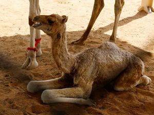 Mendulang Cuan dari Kloning Unta di Dubai