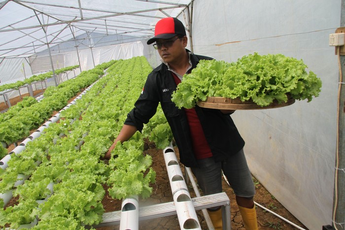 Petani memanen selada (Lactuca sativa) di Green House Hidroponik KTH Desa Wonosalam, Kabupaten Jombang, Jawa Timur, Jumat (26/5/2023). Menurut petani, dalam sepekan bisa memanen selada yang menggunakan sistem hidroponik NFT itu hingga dua kuintal yang dijual seharga Rp25 ribu per kg dan dipasarkan ke Surabaya dengan omzet Rp7 juta per bulan. ANTARA FOTO/Syaiful Arif/tom.