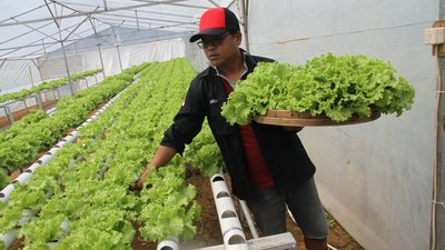 Wih..Panen Selada Hidroponik Bisa Raup Omzet Rp 7 juta/Bulan Lho
