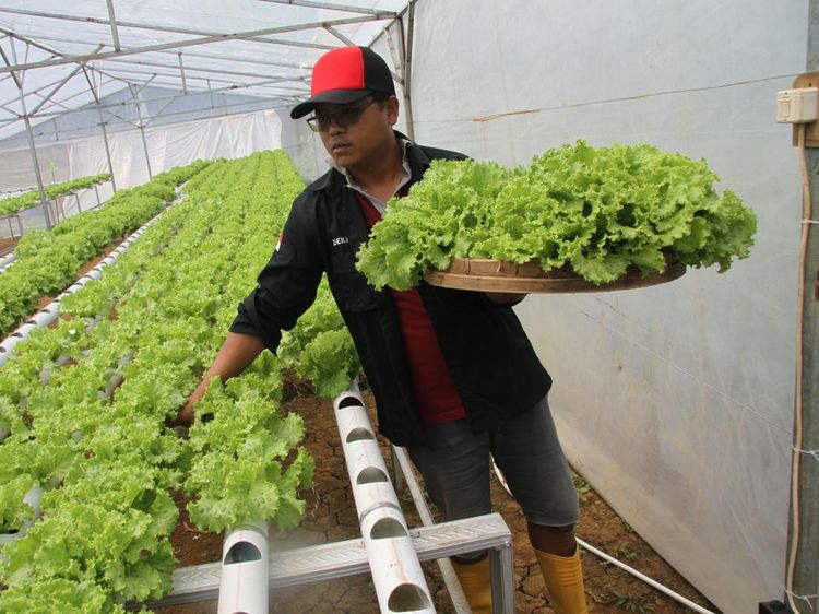 Wih..Panen Selada Hidroponik Bisa Raup Omzet Rp 7 juta/Bulan Lho