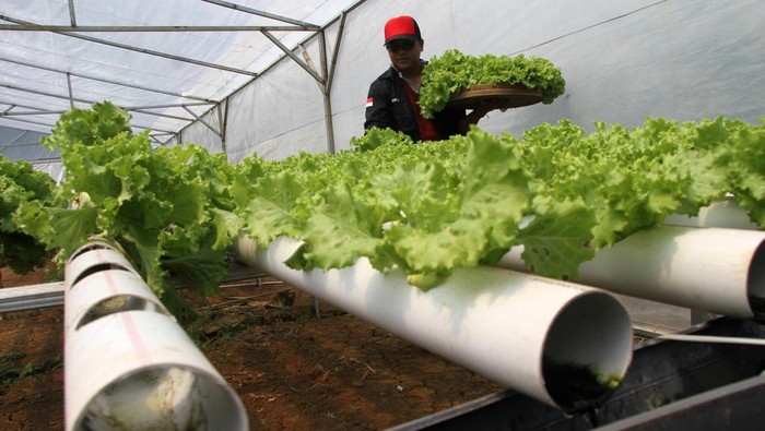 Wih..Panen Selada Hidroponik Bisa Raup Omzet Rp 7 juta/Bulan Lho Petani memanen selada (Lactuca sativa) di Green House Hidroponik KTH Desa Wonosalam, Kabupaten Jombang, Jawa Timur, Jumat (26/5/2023). Menurut petani, dalam sepekan bisa memanen selada yang menggunakan sistem hidroponik NFT itu hingga dua kuintal yang dijual seharga Rp25 ribu per kg dan dipasarkan ke Surabaya dengan omzet Rp7 juta per bulan. ANTARA FOTO/Syaiful Arif/tom.