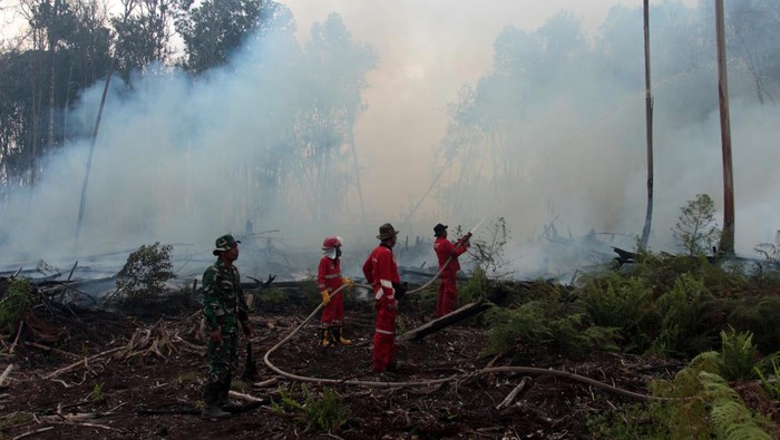 100 Hektar Hutan Gambut di Sumatera Barat Terbakar Sejumlah petugas memadamkan kebakaran hutan gambut di Kecamatan Silaut, Kabupaten Pesisir Selatan, Sumatera Barat, Jumat (26/5/2023). Data sementara dari Badan Penanggulangan Bencana Daerah (BPBD) Sumatera Barat menyebutkan luas hutan gambut yang terbakar di kawasan tersebut seluas 100 hektar. ANTARA FOTO/Muhammad Arif Pribadi/tom.