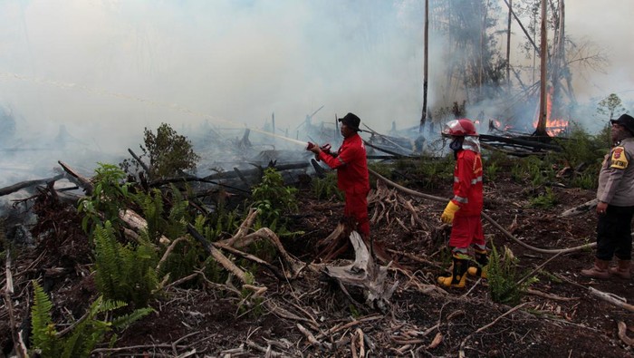 Sejumlah petugas memadamkan kebakaran hutan gambut di Kecamatan Silaut, Kabupaten Pesisir Selatan, Sumatera Barat, Jumat (26/5/2023). Data sementara dari Badan Penanggulangan Bencana Daerah (BPBD) Sumatera Barat menyebutkan luas hutan gambut yang terbakar di kawasan tersebut seluas 100 hektar. ANTARA FOTO/Muhammad Arif Pribadi/tom.