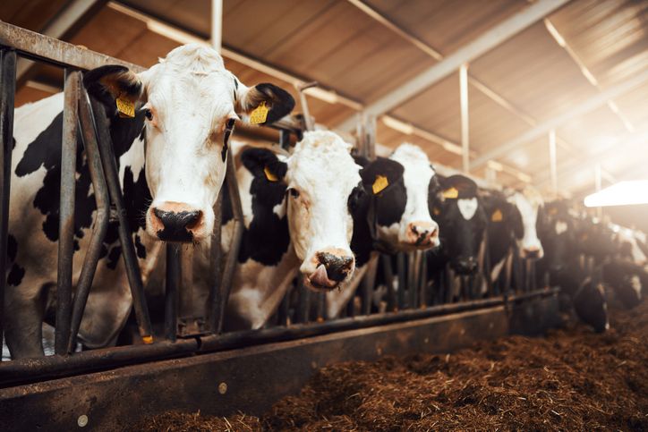 85% Rumah Potong Hewan Belum Kantongi Sertifikat Halal, Ini Pentingnya