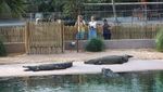 Beragam Aksi Buaya di Dubai Crocodile Park