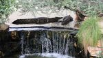 Beragam Aksi Buaya di Dubai Crocodile Park