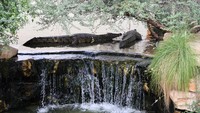 Buaya-buaya ini hidup di area sekitar 20.000 meter persegi. 