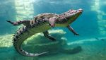 Beragam Aksi Buaya di Dubai Crocodile Park