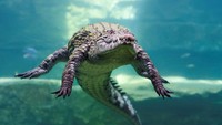 Seekor buaya menyelam di balik kaca akuarium di Taman Buaya Dubai di Dubai, Uni Emirat Arab, 25 Mei 2023. 