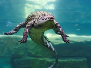 Beragam Aksi Buaya di Dubai Crocodile Park
