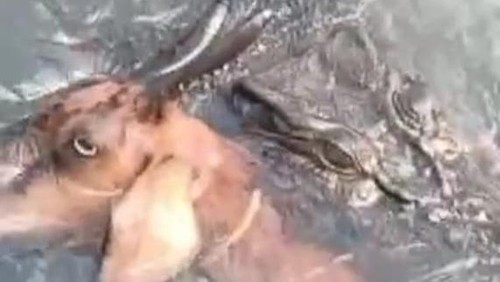 Seekor kambing diterkam buaya di muara dusun 2 Terang, Desa Golo Sepang, Kecamatan Boleng, Kabupaten Manggarai Barat, NTT (Istimewa)