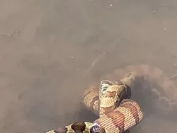 Bahaya Kalau Lihat Sekilas, Foto Ini Bisa Menipu Mata