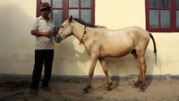 Pasar yang digelar setiap hari Sabtu tersebut menjadi pusat jual beli ratusan ekor kuda dari sejumlah daerah.  