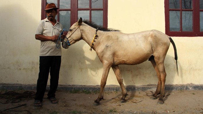 Pedagang kuda menunggu pembeli di Pasar Kuda Tolo, Kabupaten Jeneponto, Sulawesi Selatan, Sabtu (27/5/2023). Pasar yang digelar setiap hari sabtu tersebut menjadi pusat jual beli ratusan ekor kuda dari sejumlah daerah dengan harga Rp6 juta hingga Rp30 juta per ekor tergantung jenis, umur dan ukuran badannya. ANTARA FOTO/Arnas Padda/foc.