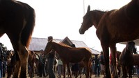 Harga kuda yang ditawarkan mulai Rp 6 juta hingga Rp 30 juta per ekor tergantung jenis, umur dan ukuran badannya.  