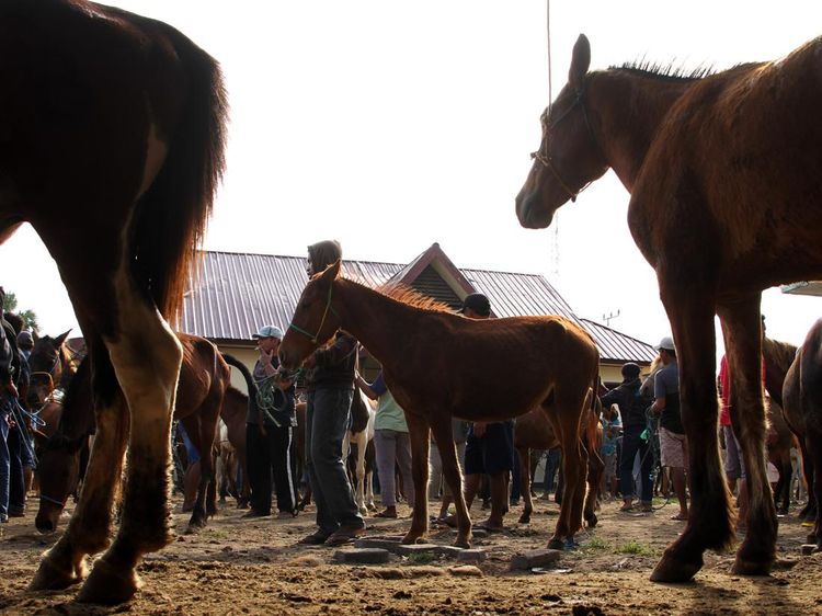 Pernah Lihat Pasar Kuda Belum? Nih Penampakannya