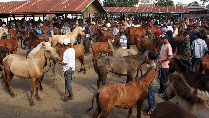Mau Lihat Jual Beli Kuda, Begini Potre Pedagang kuda menunggu pembeli di Pasar Kuda Tolo, Kabupaten Jeneponto, Sulawesi Selatan, Sabtu (27/5/2023). Pasar yang digelar setiap hari sabtu tersebut menjadi pusat jual beli ratusan ekor kuda dari sejumlah daerah dengan harga Rp6 juta hingga Rp30 juta per ekor tergantung jenis, umur dan ukuran badannya. ANTARA FOTO/Arnas Padda/foc.