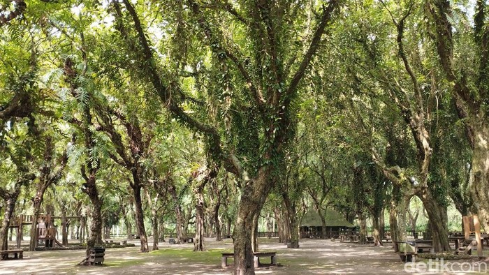 Ngadem di Kesambi Trees Park Blitar bisa berinteraksi dengan rusa