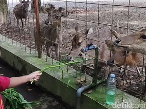 Ngadem di Kesambi Trees Park, Wahana Edukasi Konservasi Rusa di Blitar