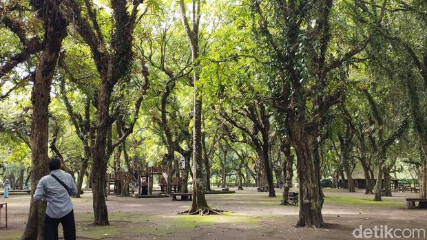 Ngadem di Kesambi Trees Park Blitar bisa berinteraksi dengan rusa