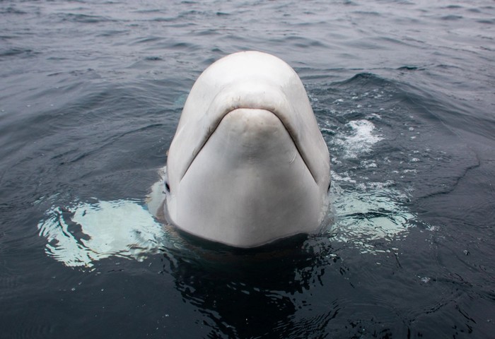 The beluga whale was nicknamed Hvaldimir in a cheeky reference to Russia’s president.
(Jorgen Ree Wiig/Norwegian Directorate of Fisheries)