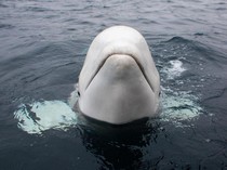 Paus Beluga yang Dijuluki Mata-mata Rusia Mati