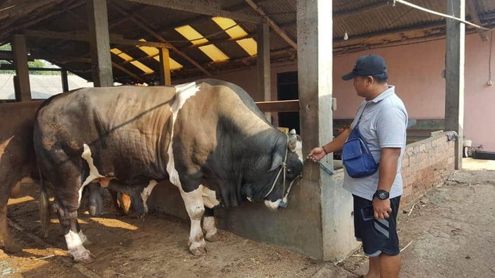 Penjualan sapi jelang Idul Adha di Palembang