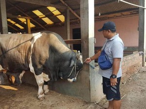 Sebulan Jelang Idul Adha Penjualan Hewan Kurban di Palembang Mulai Bergairah