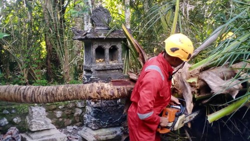 Personel BPBD Kabupaten Karangasem saat menangani pohon tumbang yang menimpa palinggih dan tembok penyengker pura di Banjar Dinas Mumbul, Desa Jungutan, Karangasem, Sabtu (27/5/2023). (Istimewa)