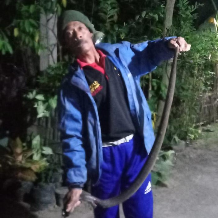 Ular kobra Jawa ditangkap relawan di Klaten, Jumat (26/5/2023).