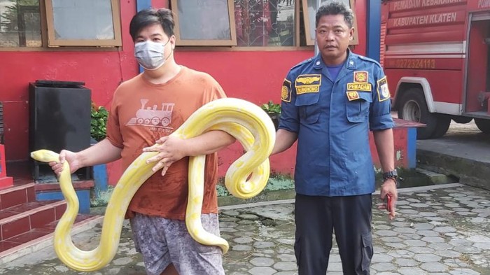 Ular piton albino dievakuasi tim Damkar Satpol-PP Pemkab Klaten, Sabtu (27/5/2023).