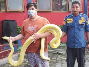Ngeri! Ular Piton Albino 5 Meter Kabur dari Kandang di Klaten